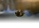 Эхолот Deeper Smart Sonar Chirp+ 4